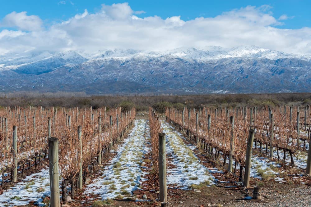 Mendoza além do Malbec: o que mais a Argentina tem a oferecer?